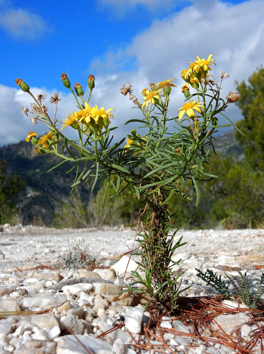 Senecio nevadensis